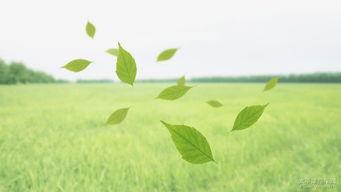 养眼的图片,养眼图片背后的故事与魅力